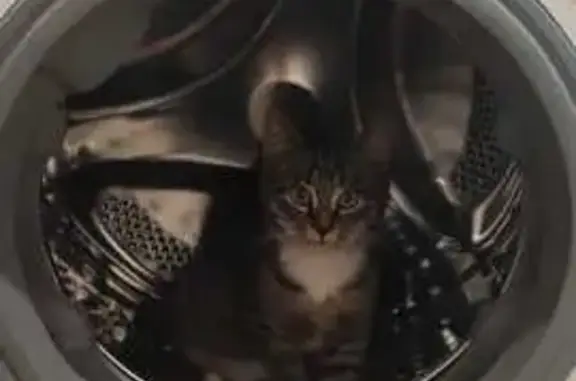 Пропала кошка, ул. Ленина 15, Бурмакино