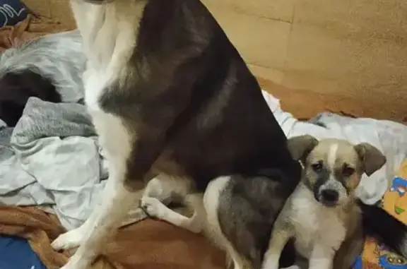 Собаки потеряшки, Челябинск, фото: Потеряшка собака, пр. Победы 165, Челябинск