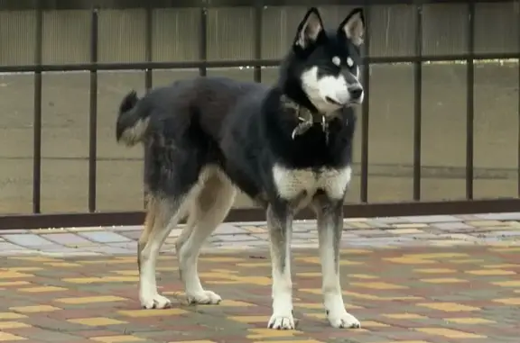 Найдена собака, Шарапово, фото: Хаски найдена, 153 Шарапово