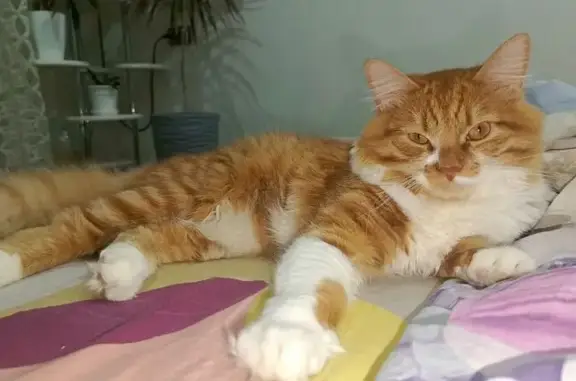 Пропала кошка, Молодёжная 15, Рефтинский