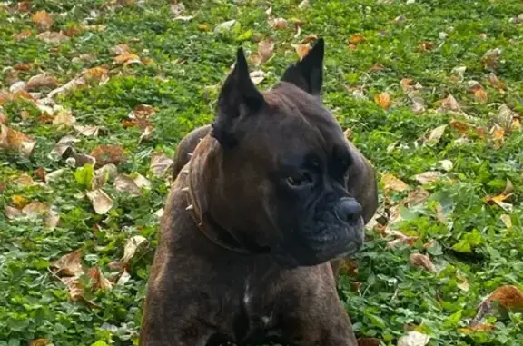 Пропала собака, ул. 50 лет СССР, 22, Барнаул