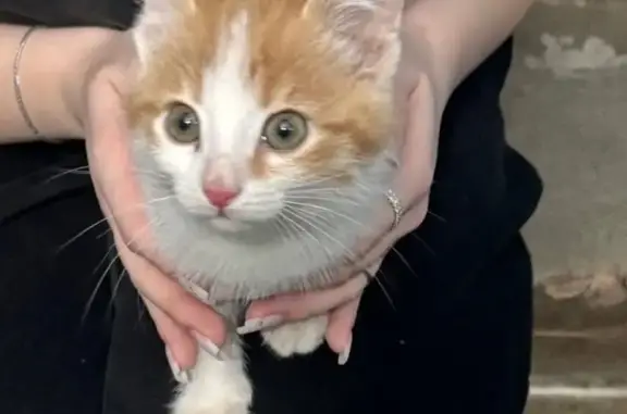 Найдена кошка, Шойбулак, фото: Кошка найдена, ул. Мира 18, Шойбулак