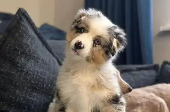 Пропала собака, Серебряная ул., Улан-Удэ