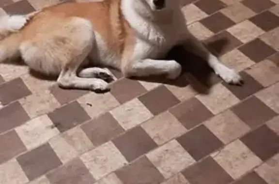 Пропала собака, Свердловская обл.