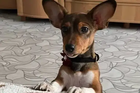 Пропала собака, Писарева 31А, Пермь