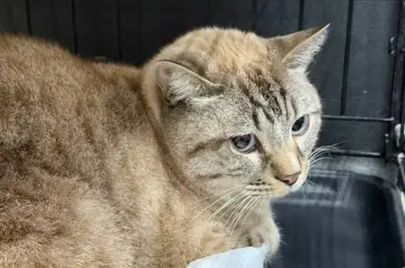 Найдена кошка, Астрахань, фото: Кошка найдена, Савушкина 52, Астрахань