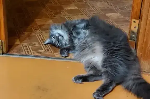 Пропала кошка, Красноармейская 150, Брянск