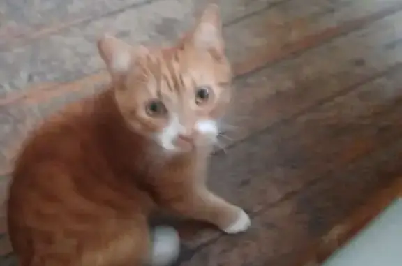 Кошки потеряшки, Советск, фото: Потеряшка кошка, Леонова 3, Советск