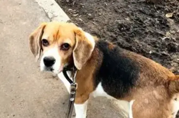 Найдена собака, Москва, фото: Бигль найден: ул. Крылатские Холмы, 25 к1