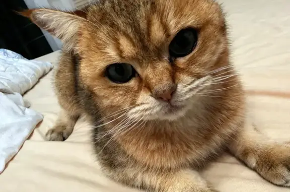 Кошки потеряшки, Барнаул, фото: Потеряшка кошка, ул. Сизова 26А, Барнаул