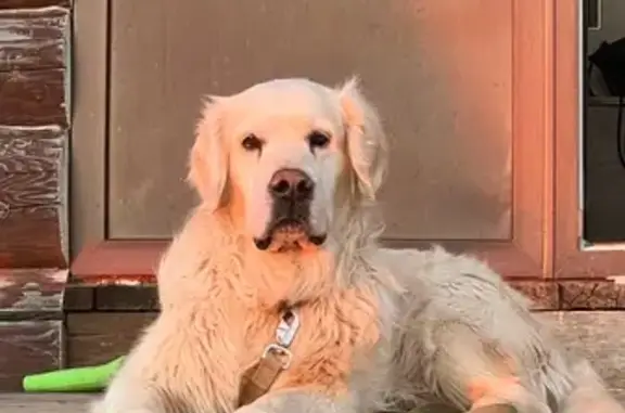 Пропала собака, Земляничная ул. 9, Петровка