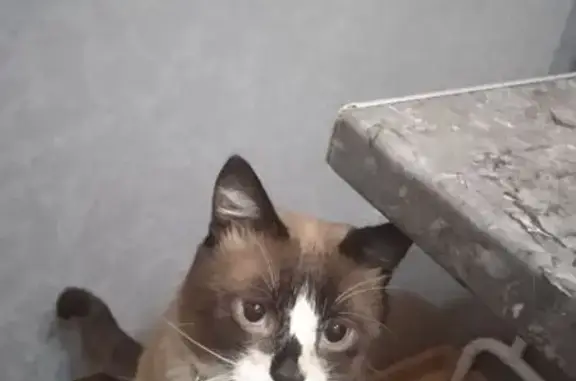 Пропал кот в Туапсе, Приморье.