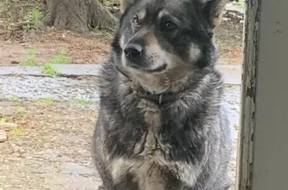 Пропала собака в Елизаветинской, Лайка