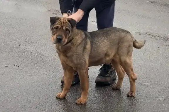 Найдена собака, Санкт-Петербург, фото: Собака найдена: Красносельский, СПб
