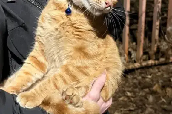 Найдена кошка, Королёв, фото: Кошка найдена, ул. Мичурина 7Б, Королёв