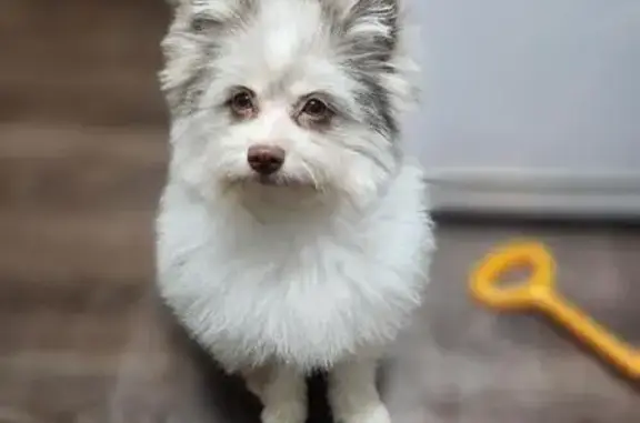 Пропала собака, ул. Морозова, 42, Хабаровск