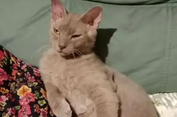 Кошки потеряшки, Хорлово, фото: Потеряшка кошка Муся, Парковая 6, Хорлово