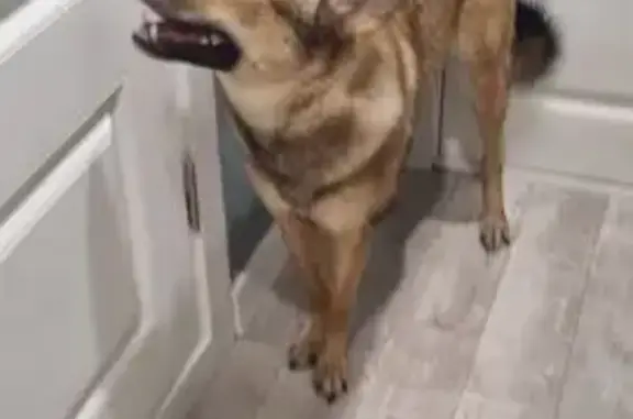 Найдена собака, Санкт-Петербург, фото: Собака найдена: Яхтенная ул., СПб