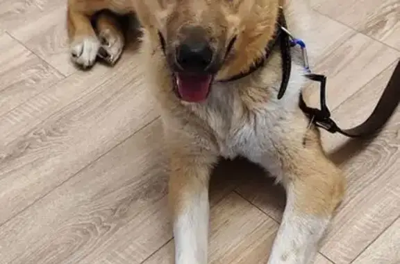 Найдена собака, Новосибирск, фото: Найдена собака у СК Заря, Спортивная 2