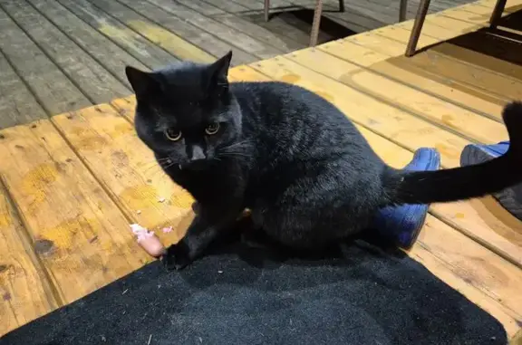 Найдена кошка, Лихачёво, фото: Кошка найдена в Лихачёво, Рузские Просторы