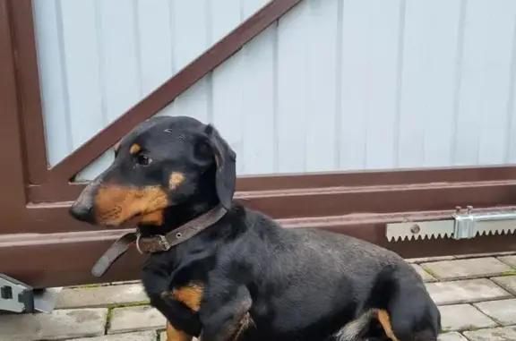 Найдена собака, Курск, фото: Такса найдена: Верхняя Луговая 214, Курск