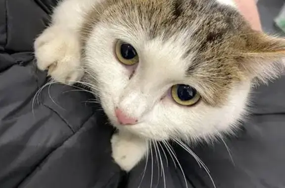 Найдена кошка, Чита, фото: Найдена бело-коричневая кошка, Чита, 12