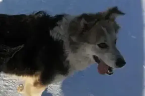 Пропала собака в Новокузнецке