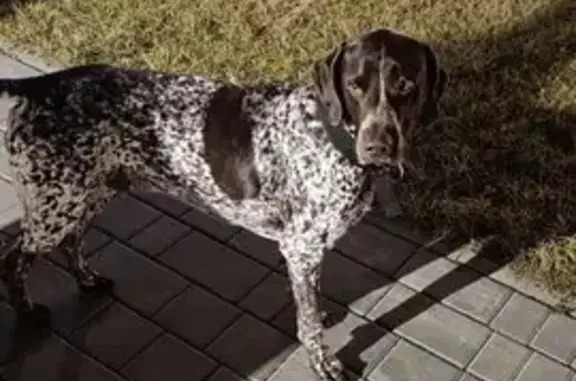 Пропала собака, ул. Ломоносова, 117