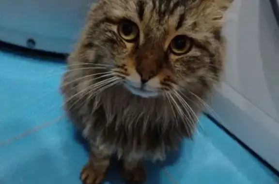 Найдена кошка, Богородск, фото: Кошка найдена: подъезд, Богородск 10