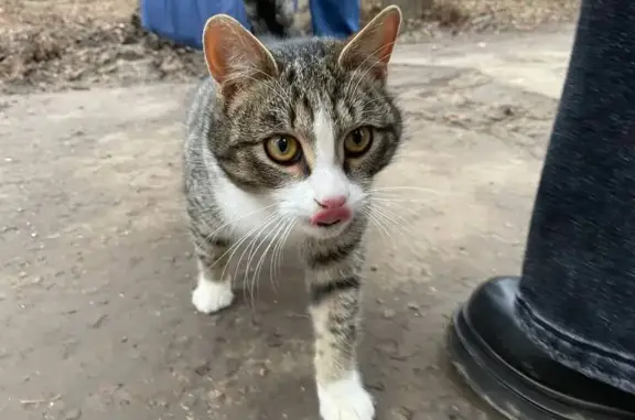 Найдена кошка, Подольск, фото: Найден котик с травмой хвоста, Подольск 14