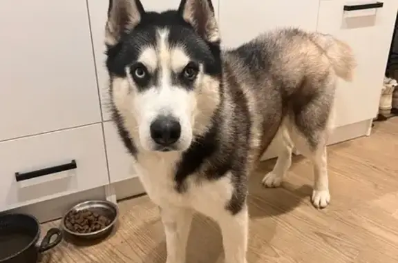 Найдена собака, Энгельс, фото: Найдена собака, Дубовская ул., Энгельс