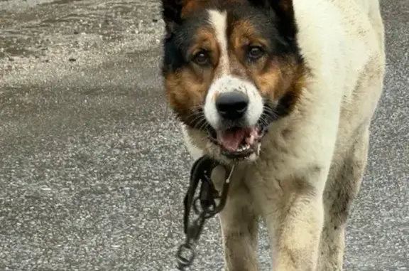 Найдена собака, Семибратово, фото: Найдена собака, Луговая ул., Семибратово