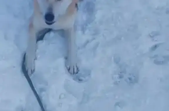 Пропала собака Лайка, 179, Токсово