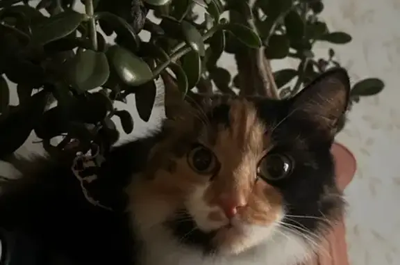 Найденные животные Салехард, фото: Трехцветная кошка найдена в Салехарде