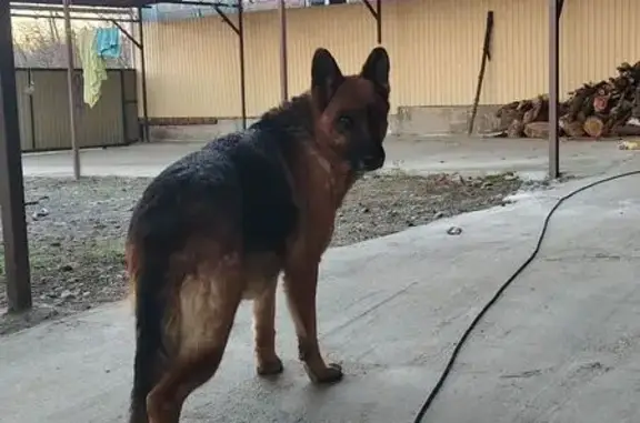 Найдена собака, Майкоп, фото: Найдена овчарка, Дорожная ул., Майкоп