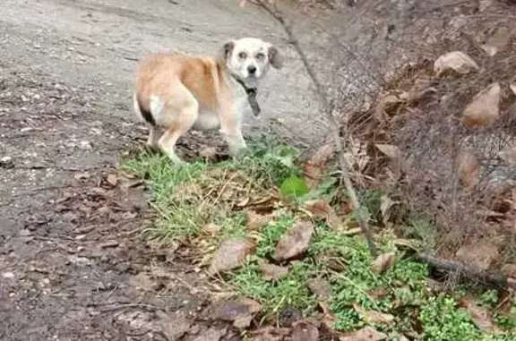 Найдена собака, Свободы, фото: Найдена собака на Сергеева, 167, Свободы