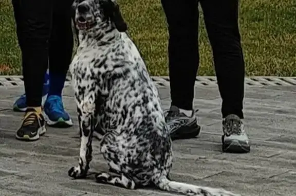 Найдена собака, Воронеж, фото: Собака найдена на ул. Софьи Перовской, Воронеж