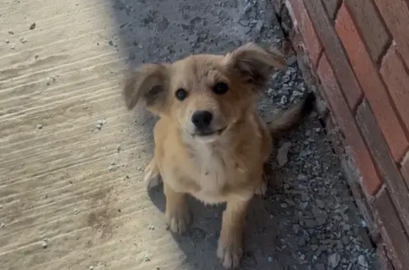 Пропал щенок, Рассказово, Тамбовская обл.