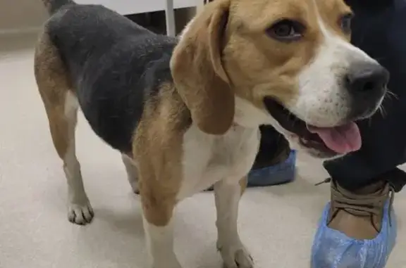 Найдена собака, Москва, фото: Бигль найден: Ереванская ул., Москва