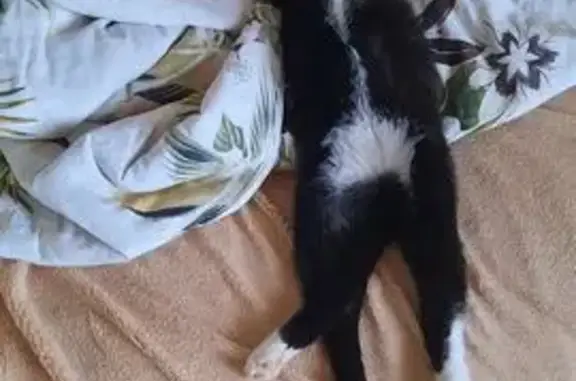 Пропала кошка, ул. Гондатти 1, Тюмень