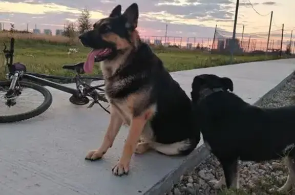 Пропала собака, ул. Мечты 142, Азьмушкино