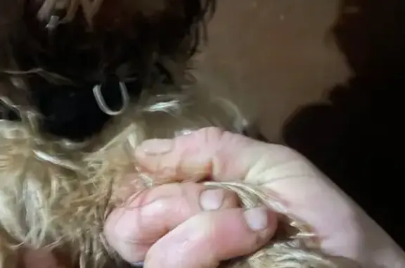 Найдена собака, Каюрово, фото: Найден йорк в Каюрово, Тверская область