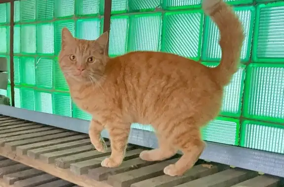 Найдена кошка, Верхняя Пышма, фото: Кот найден: ул. Энтузиастов, Верхняя Пышма