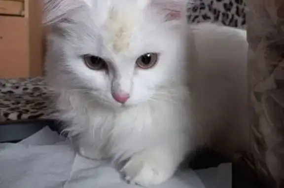 Найдена кошка, Тюмень, фото: Найдена белая кошка, ул. Зелинского, 19