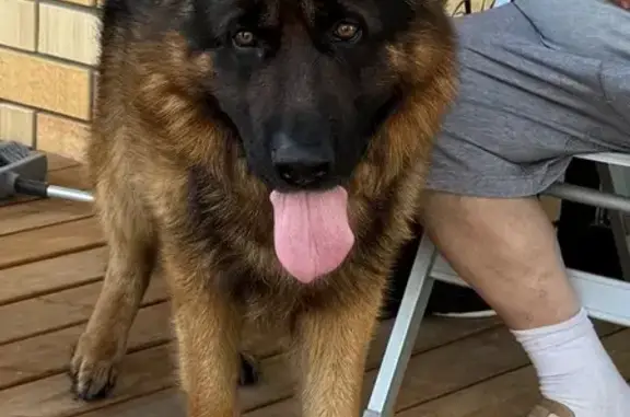 Пропала собака в Якшуре, Удмуртия