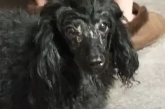 Пропала собака на Платановом, 6, Краснодар