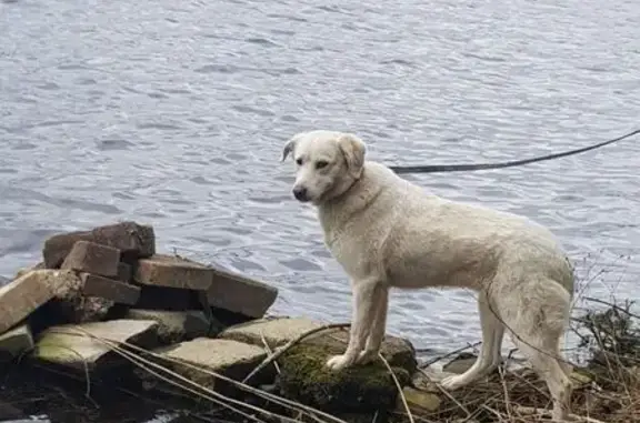 Пропала собака, Кольцевой проезд 1/1, Кр.