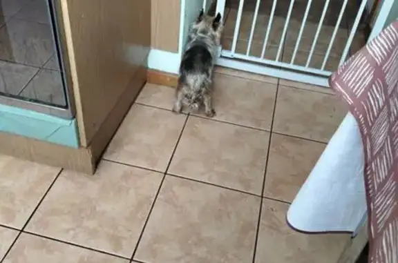 Найдена собака, Санкт-Петербург, фото: Найдена собака на Бурцева, 4, СПб