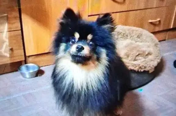 Пропала собака, ул. Мира, Череповец