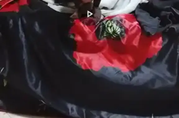 Найдена собака, Краснодар, фото: Серая собака найдена: Воронежская ул., Краснодар